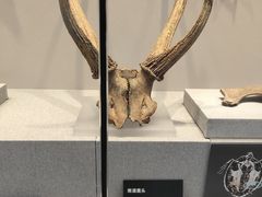 -良渚博物院