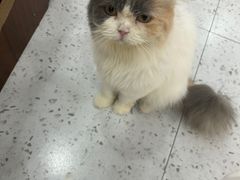 -喵园·猫主题咖啡厅·撸猫·猫咖(国贸店)