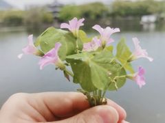 -台州府城(东湖)