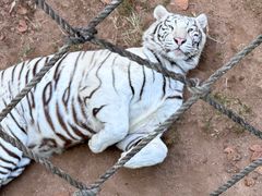 -西霞口神雕山野生动物世界