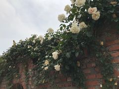 -都江堰玫瑰花溪谷
