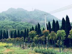 -桃花岛景观公园