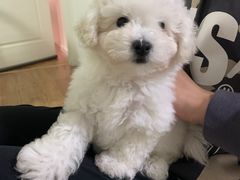 -艾贝尔宠物医院·24H转诊中心·肿瘤猫专科(江宁双龙店)