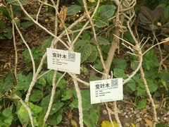 -呀路古热带植物园