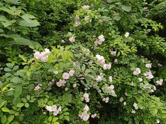 -白鹭湾湿地公园