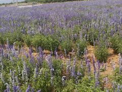 -北京东方普罗旺斯薰衣草庄园