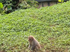 -海南热带野生动植物园