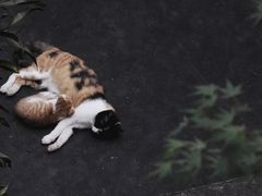 -韬光茶庵