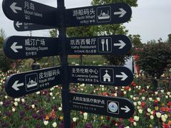 -荷兰花海