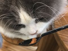 -飞行喵MR PILOT|猫舍·猫咖(静安大融城店)