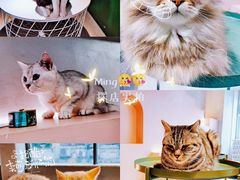 -猫儿山۰猫主题餐厅