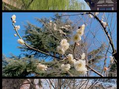 -西安青龙寺遗址景区