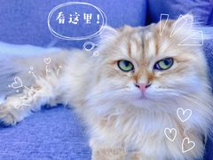 -爪爪喵星球·猫舍(前海卓越店)