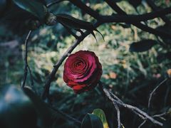 -中国科学院华南植物园