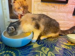 -平行世界·猫咖(首经贸店)