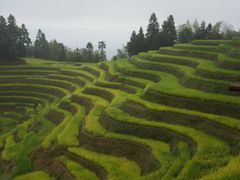-紫鹊界梯田景区