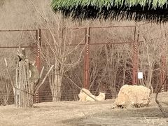 -沈阳森林动物园