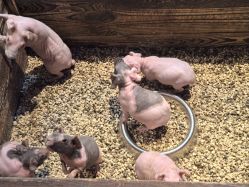 -酷嗒动物文化乐园(cutezoo西溪乐天城店)