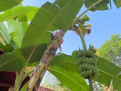 -西双版纳傣族园