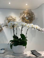 -YESIDO椰岛美容