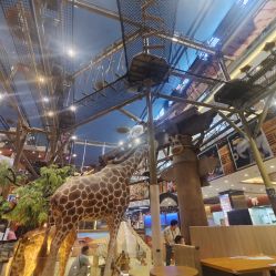 -卡通尼·Safari非洲探索乐园·生日会(金桥国际商业广场店)