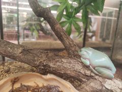 -帕帕拉兹宠物(亚洲旗舰店)