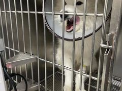 -关爱动物医院·心脏·中兽医·异宠(金牛路分院)