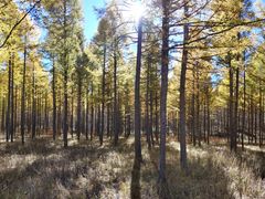 -塞罕坝国家级自然保护区