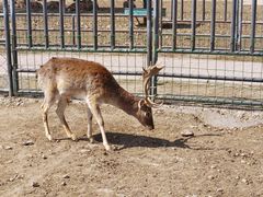 -哈尔滨北方森林动物园