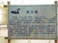 -盐城丹顶鹤湿地生态旅游区