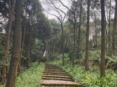 -铁山坪森林公园