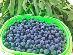 -金谷域澳洲庄园