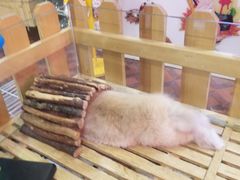-宠物兔专门店(天丰利市场店)