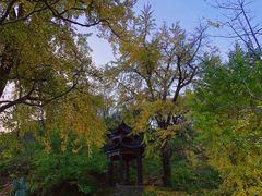 -千年银杏谷文化旅游区
