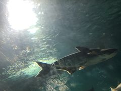 -苏州海洋馆