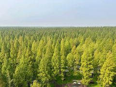 -黄海国家森林公园