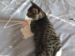 -瑞派天宁宠物医院·猫科·异宠中心