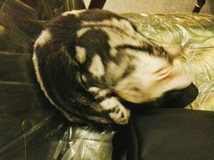 -猫色咖啡·猫咖