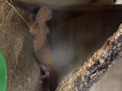 -东莞宠友24H宠物中心医院·转诊夜诊·异宠(新河北路院)