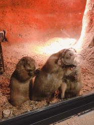 -酷嗒动物文化乐园(cutezoo西溪乐天城店)