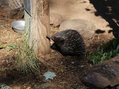 -费瑟代尔野生动物园
