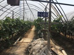 -马陆小张葡萄园农家乐