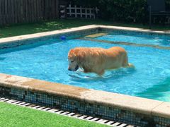 -汪说喵讲宠物乐园宠物酒店(红星美凯龙店)