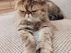 -滚猫咖啡·猫咖·猫友好撸猫(未来城店)