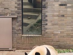 -都江堰中华大熊猫苑