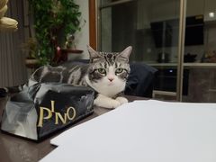 -猫大福·Fortune Cat猫舍(百子湾店)