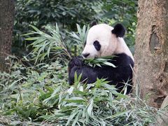 -中国大熊猫保护研究中心雅安碧峰峡基地
