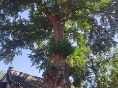 -北京艺术博物馆(万寿寺)