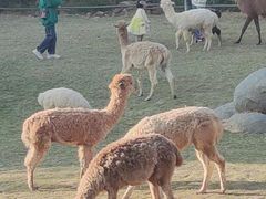 -泉州海丝野生动物世界