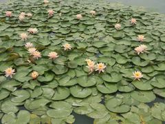 -水上明月·湖景餐厅